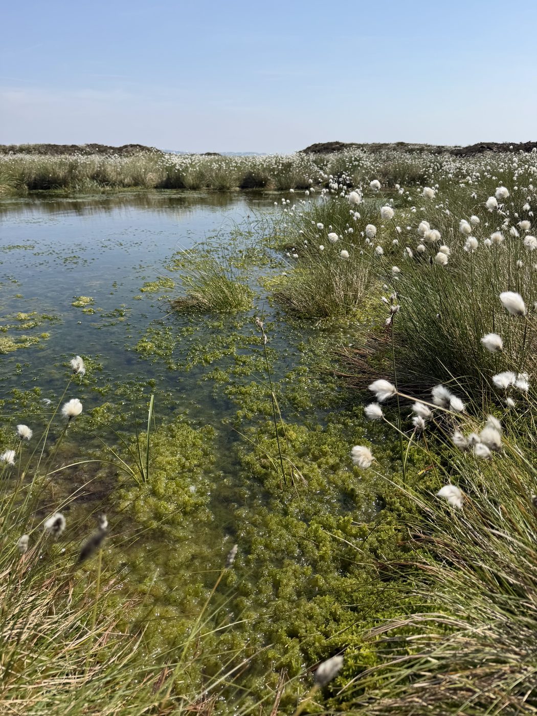 Cotton grass recolonising a restored bog two years after works