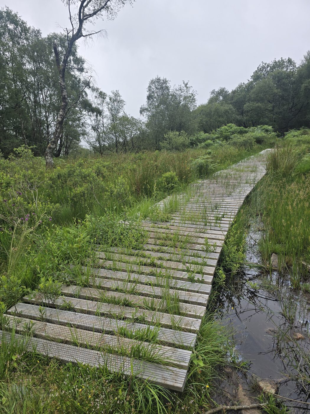 Boardwalk at Coedgarth Gell